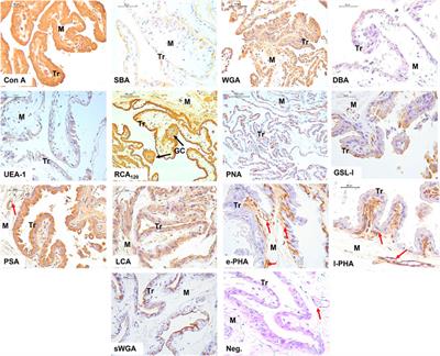 Term alpaca placenta glycosylation profile and its correlation with pregnancy maintenance and fetal survival